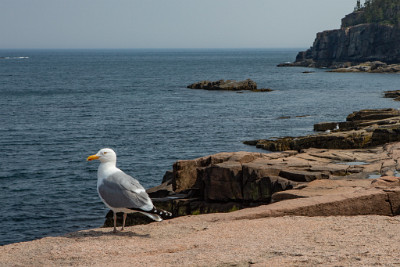 ZY9A7304  A segull resting on coastal granite cliffs  &#169;  All Rights Reserved