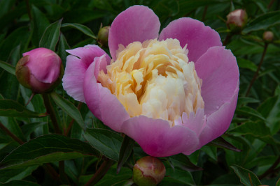 ZY9A7383  Bowl of Beauty Peony Charlotte Rhoades Park  &#169;  All Rights Reserved