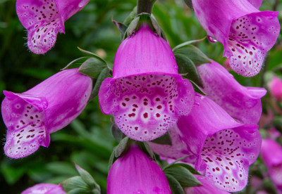 ZY9A7399  Foxglove at Charlotte Rhoades Butterfly Garden  &#169;  All Rights Reserved