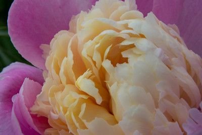 ZY9A7406  Closeup Bowl of Beauty Peony  &#169;  All Rights Reserved