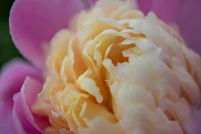 ZY9A7408  Closeup Bowl of Beauty Peony  &#169;  All Rights Reserved