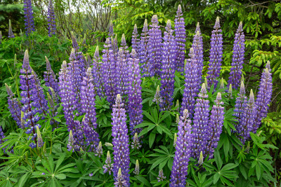ZY9A7410  Lupine at the Charlotte Rhoades Park on Mount Desert Island  &#169;  All Rights Reserved