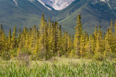 IF8X8432  Marsh lands at the end of Vermillion Lakes Road  &#169;  All Rights Reserved