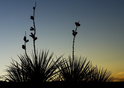 IF8X4170  Yucca at Dusk  &#169;  All Rights Reserved