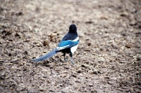 ba 021  A Black-billed Magpie near the stables  &#169; 2017 All Rights Reserved