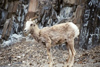 ba 067  A mountain goat in Banff National Park  &#169; 2017 All Rights Reserved