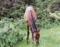 ba 086  An elk on Tunnel Mountain  &#169; 2017 All Rights Reserved