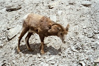 ba 163  Bighorn Sheep in Jasper National Park  &#169; 2017 All Rights Reserved