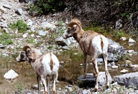 ba 165  Bighorn Sheep in Jasper National Park  &#169; 2017 All Rights Reserved