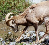 ba 166  Bighorn Sheep in Jasper National Park  &#169; 2017 All Rights Reserved