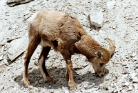 ba 169  Bighorn Sheep in Jasper National Park  &#169; 2017 All Rights Reserved