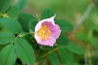 ba 175  A wild rose at the Athabasca Falls  &#169; 2017 All Rights Reserved