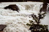 ba 177  The Athabasca Falls  &#169; 2017 All Rights Reserved