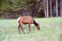 ba 209  Elk in Jasper  &#169; 2017 All Rights Reserved