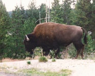 YellowStone7.jpg