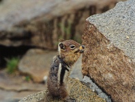 007  A chipmunk in the Rockies  &#169; 2017 All Rights Reserved