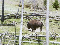 107  A close up view of a Bison in Yellowstone  &#169; 2017 All Rights Reserved