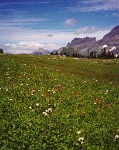 174  A field of wild flowers, Logan Pass Glacier National Park  &#169; 2017 All Rights Reserved
