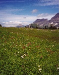 174  A field of wild flowers, Logan Pass Glacier National Park  &#169; 2017 All Rights Reserved