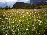 175  A field of wild flowers on the Hidden Lake Nature Trail  &#169; 2017 All Rights Reserved