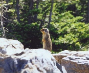 179  A Columbian ground squirrel in Glacier National Park  &#169; 2017 All Rights Reserved