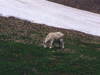 190  A mountain goat in Glacier National Park  &#169; 2017 All Rights Reserved