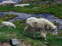 195  Mountain goats in Glacier National Park  &#169; 2017 All Rights Reserved