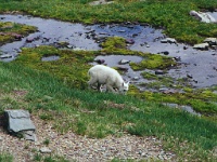 196  A baby mountain goat in Glacier National Park  &#169; 2017 All Rights Reserved