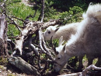 199  A close up view of mountain goats in Glacier National Park  &#169; 2017 All Rights Reserved
