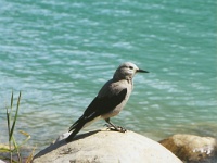 237  A bird at the edge of Lake Louise in Banff National Park  &#169; 2017 All Rights Reserved