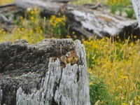 329  A chipmunk at Mount Saint Helens National Volcanic Monument  &#169; 2017 All Rights Reserved