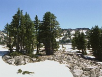 382  A grove of trees surrounded by snow, Lassen National Park  &#169; 2017 All Rights Reserved