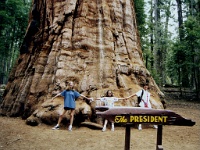 505  Carol, Michelle, and Jessica in Sequoia National Park  &#169; 2017 All Rights Reserved