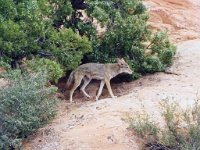 592  A wild coyote, Arches National Park  &#169; 2017 All Rights Reserved