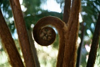 HW024  An interesting fern in the USS Arizona visiters center  &#169; 2017 All Rights Reserved