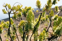 HW088  Plants in the Haleakala crater  &#169; 2017 All Rights Reserved