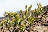 HW089  Plants in the Haleakala crater  &#169; 2017 All Rights Reserved