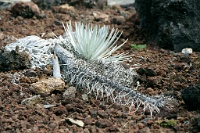 HW103  A Silversword plant in Haleakala  &#169; 2017 All Rights Reserved