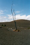 HW229  A lone tree on the Devastation trail  &#169; 2017 All Rights Reserved