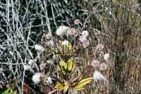 HW230  Plants along the Devastation trail  &#169; 2017 All Rights Reserved