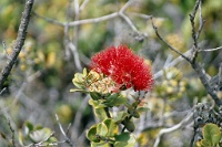 HW269  Red ohia blossoms  &#169; 2017 All Rights Reserved