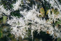 HW322  White lichen on the Crater Rim trail  &#169; 2017 All Rights Reserved
