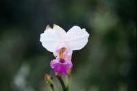 HW323  Wild orchids on Crater Rim trail  &#169; 2017 All Rights Reserved