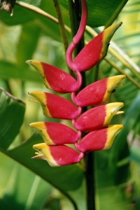 Hw052  A colorful plant at the Polynesian Cultural Center  &#169; 2017 All Rights Reserved