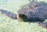 Hw114  Sea Turtles in the Maui Ocean Center  &#169; 2017 All Rights Reserved