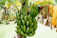 Hw182  A close up of bananas growing on a tree  &#169; 2017 All Rights Reserved