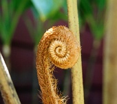 Hw238  A close-up of a large fern starting to unfurl  &#169; 2017 All Rights Reserved