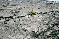 Hw256  Pahoehoe lava near Chain of Craters road  &#169; 2017 All Rights Reserved