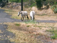 Hw325  Free range horses on the way to Kona  &#169; 2017 All Rights Reserved