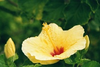 Hw357  Yellow Hibiscus near our condo  &#169; 2017 All Rights Reserved